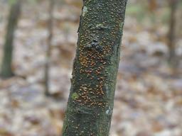 Cryphonectria parasitica