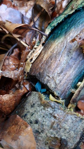 Chlorociboria aeruginascens