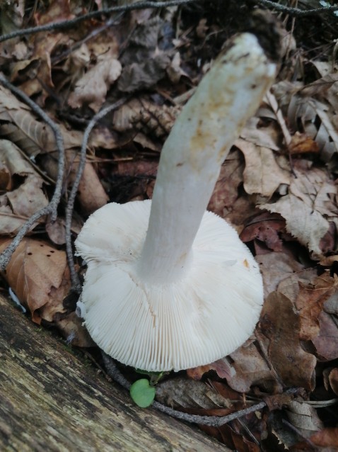 Russula heterophylla