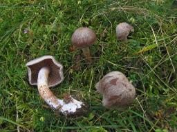 Cortinarius spilomeus