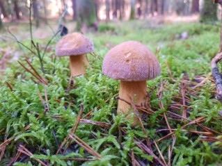 Suillus variegatus