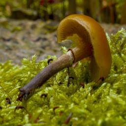 Galerina marginata