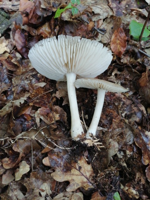 Megacollybia platyphylla