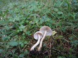 Inocybe sindonia