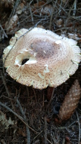 Agaricus augustus