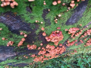 Xeromphalina campanella