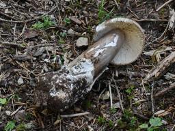 Amanita spadicea