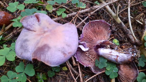 Cortinarius camphoratus