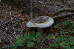 Russula chloroides