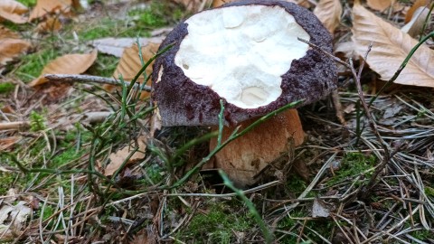 Boletus pinophilus