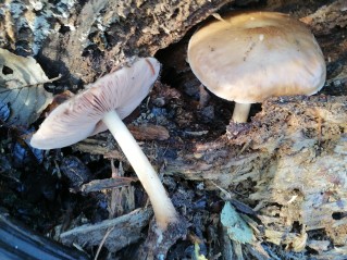 Pluteus cervinus