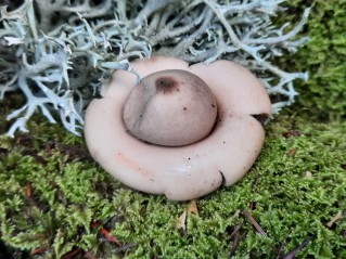 Geastrum fimbriatum