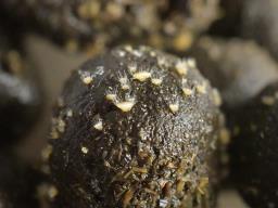 Lasiobolus macrotrichus