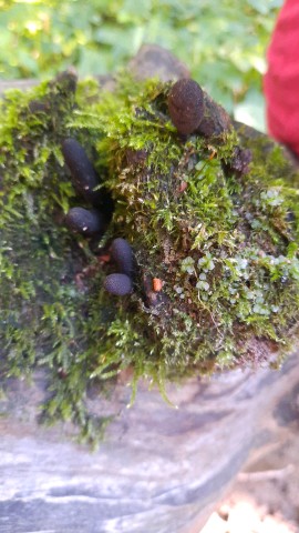 Xylaria longipes