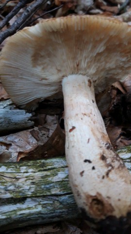 Russula foetens