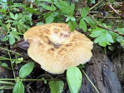 Polyporus tuberaster