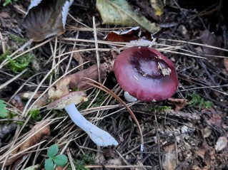 Russula caerulea