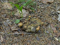 Psilocybe subcoprophila