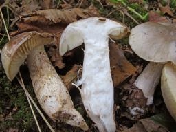 Tricholoma saponaceum