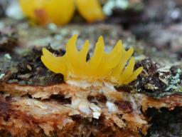 Calocera furcata