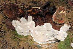 Heterobasidion annosum