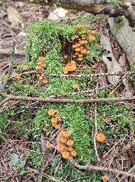 Xeromphalina campanella