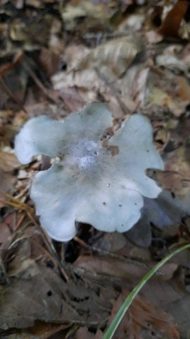 Clitocybe odora