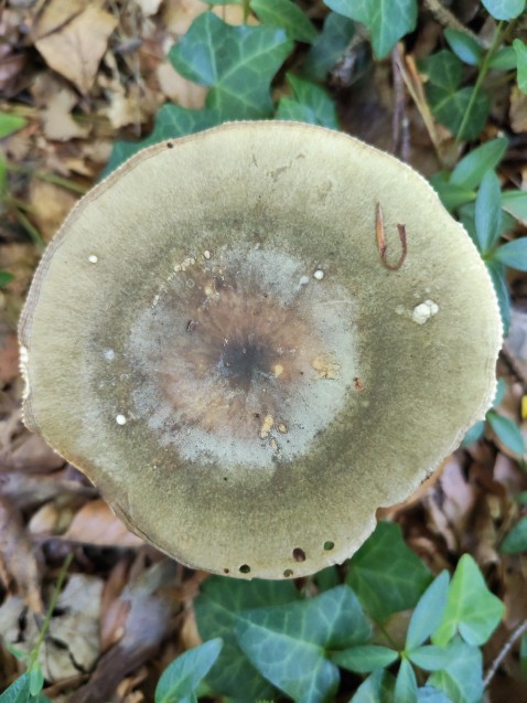 Russula aeruginea
