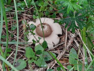 Geastrum fimbriatum