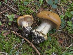 Calonarius elegantior