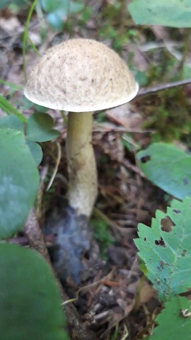 Leccinellum pseudoscabrum