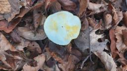 Hygrophorus chrysodon