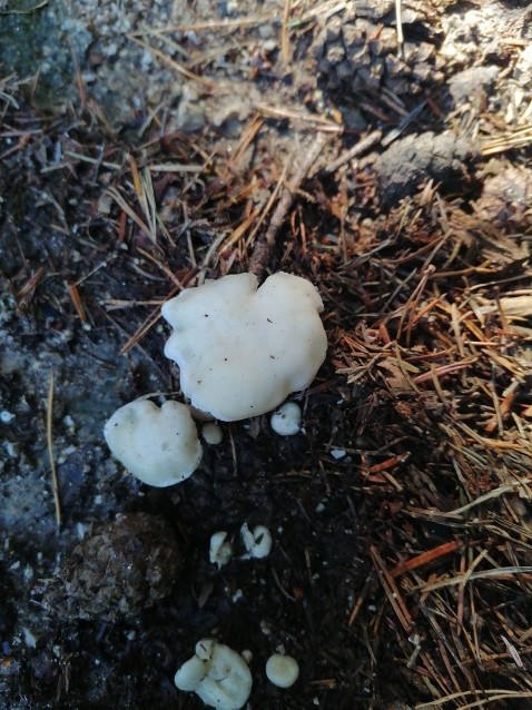 Leucocybe connata