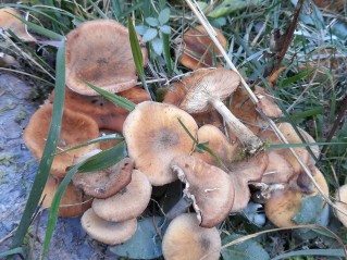 Armillaria borealis