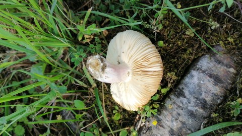 Hygrophorus russula