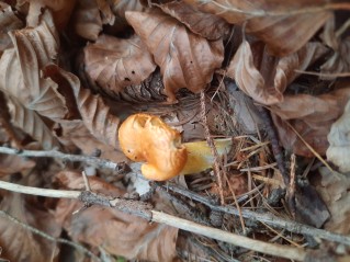 Hygrophorus speciosus