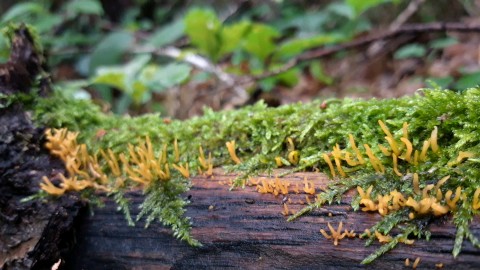 Calocera cornea