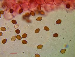 Coprinopsis friesii