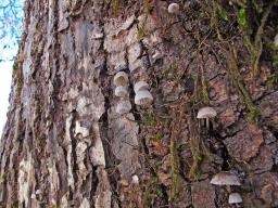 Mycena pseudocorticola