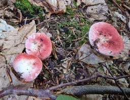 Russula raoultii