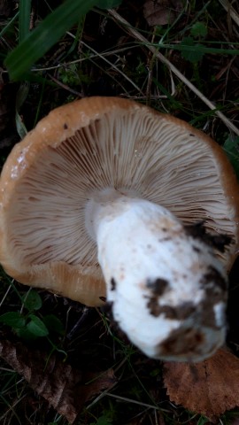 Russula foetens