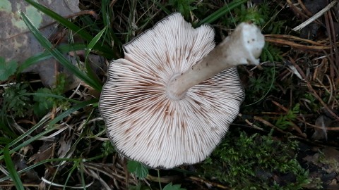 Pluteus cervinus