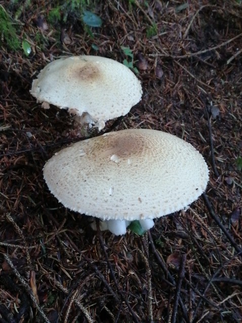 Agaricus augustus