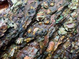 Massariovalsa megalospora