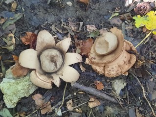 Geastrum triplex