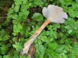 Clitocybe squamulosa