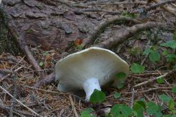 Russula chloroides