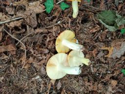 Russula aurea