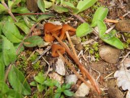 Conocybe pubescens