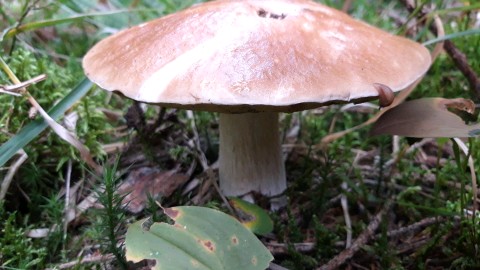 Boletus edulis